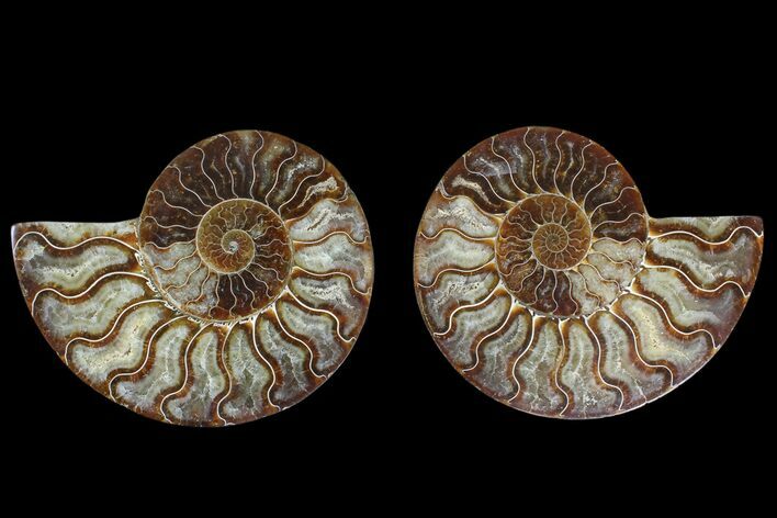Agate Replaced Ammonite Fossil - Madagascar #169482